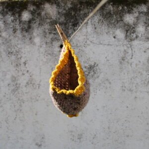 cuello mostacita, el sibarita