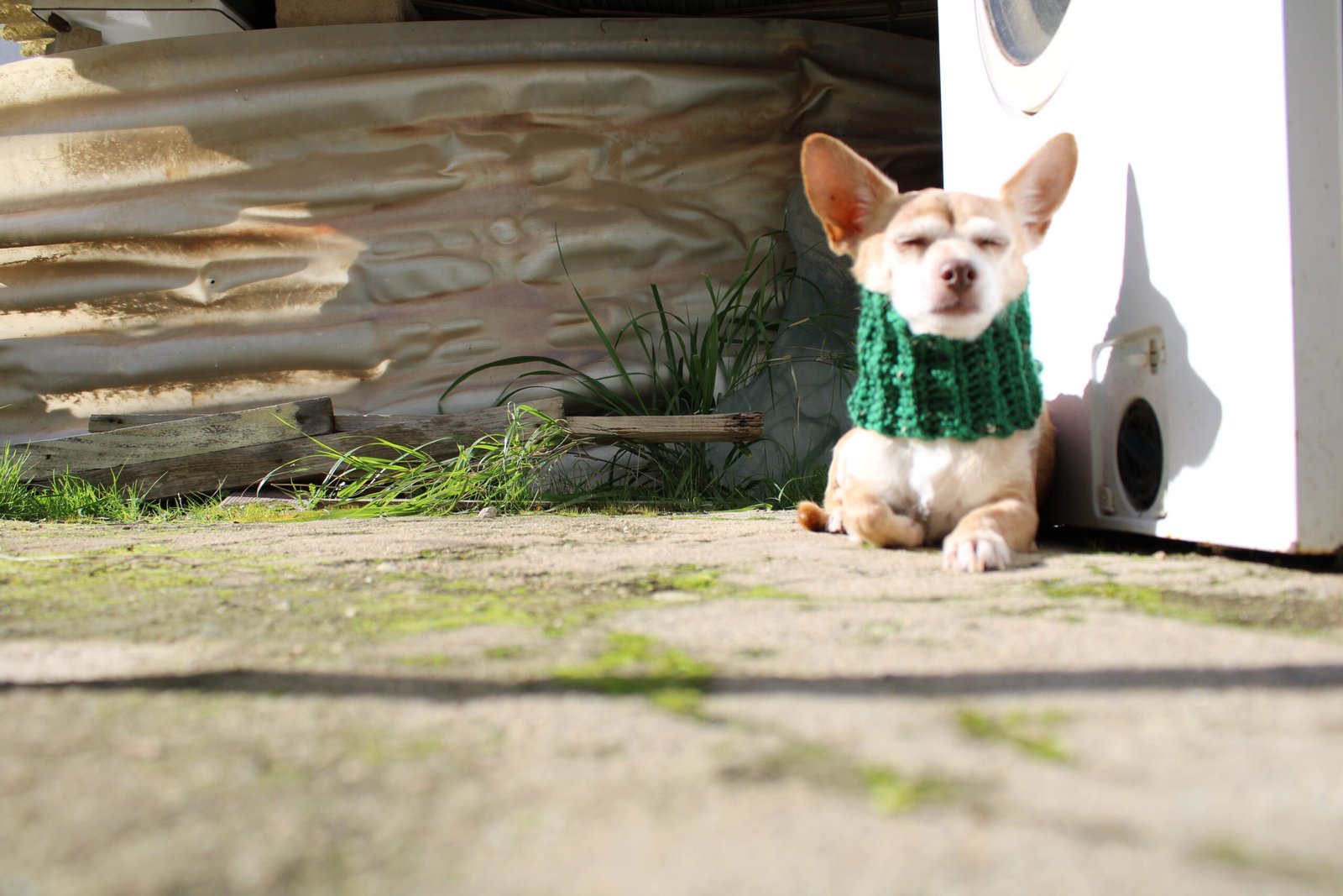 cuellitos tweed cuellitos tweed