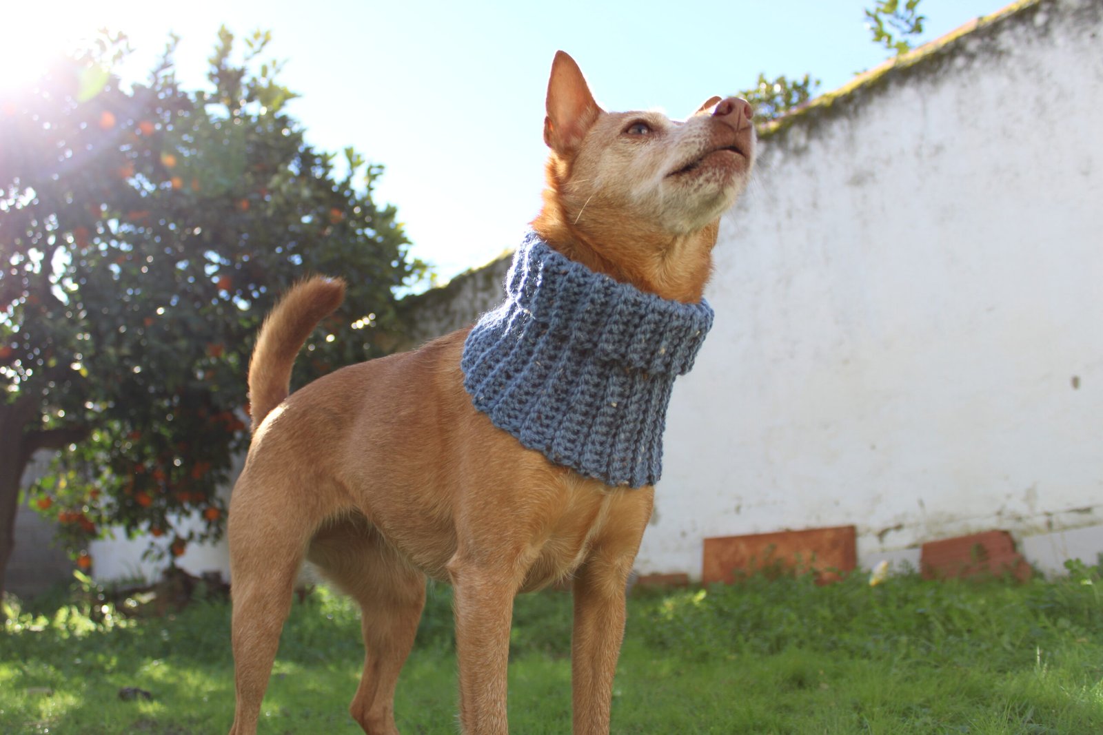 cuellitos tweed cuellitos tweed