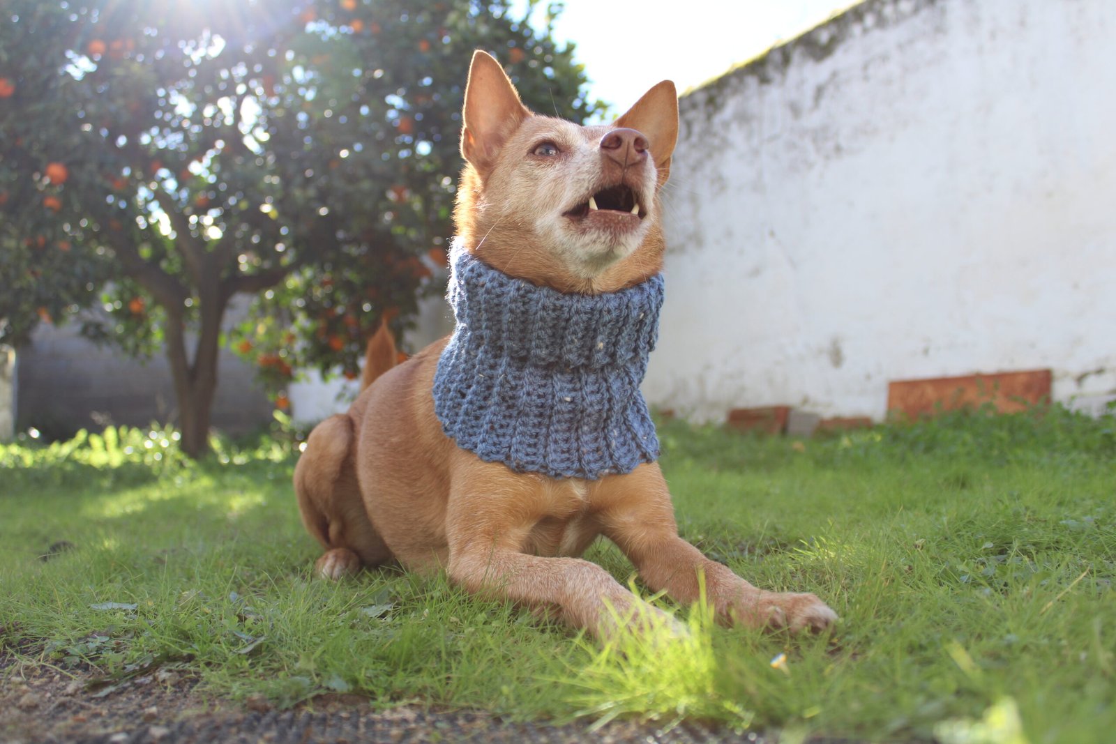 cuellitos tweed cuellitos tweed